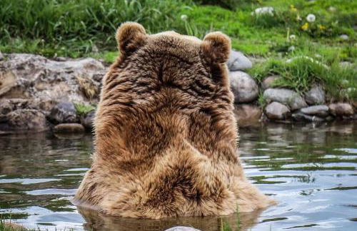 White Owl Retreat Yellowstone Grand Teton - Foto 34