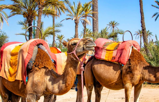 Offerta: Tour in quad + Giro in cammello - Photo 1