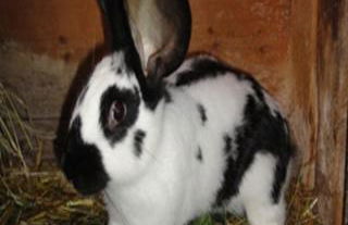 Urlaub im Herrenholz - Foto 27