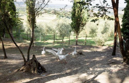 Fattoria Sant'Andrea - Farm Stay - Foto 102