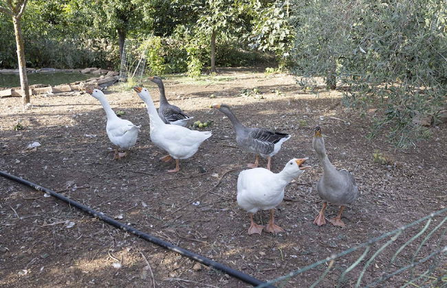 Casale Della Pergola With Cottage Sugarcane Pool - Foto 71