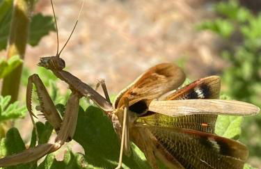 AGROTOPIA Guesthouses - Foto 42