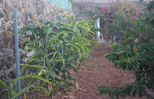 Casa canaria con piscina y bonitas vistas - Foto 41