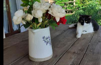 Gatti di Langa - Foto 8