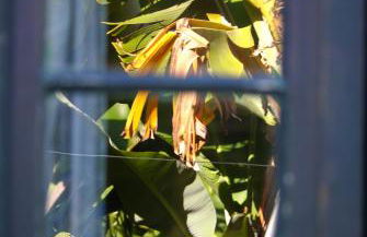 Torre Bella Gardens - Foto 60