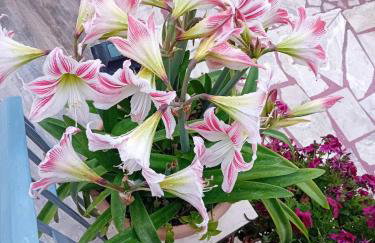 Anassa's Apartment - Άνασσα Διαμέρισμα - Foto 37