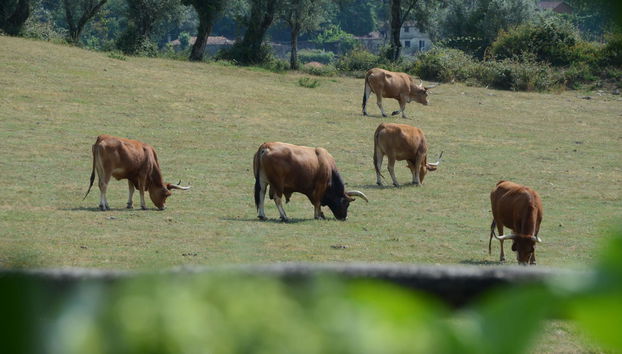 Quinta Do Rapozinho - Foto 2