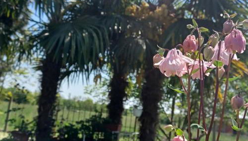 Casa colibrì - Foto 3, Garden