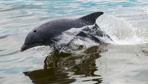 Escursione a Gibilterra - Foto 4, Delfino che nuota nelle acque di Gibilterra