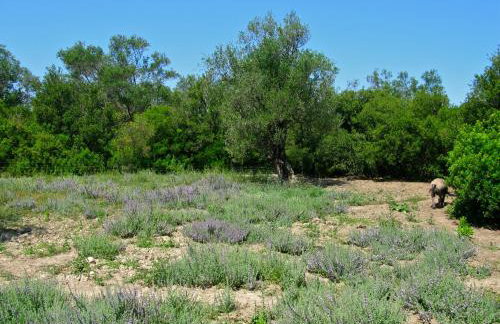 Aroggia Farm - Foto 28
