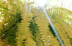 Recanto das Neves - Foto 28