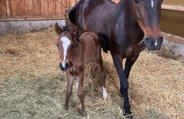 Ferienwohnung beim Pferdehof - Foto 6
