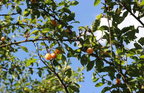 La Sapinière de Vittel - Foto 6