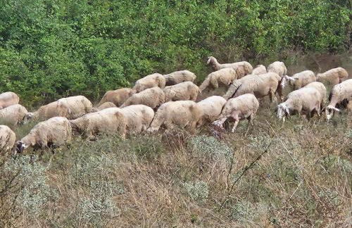 Kerkini's Harmony House - Foto 41