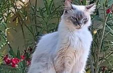 Bel appartement avec jardin - Foto 29