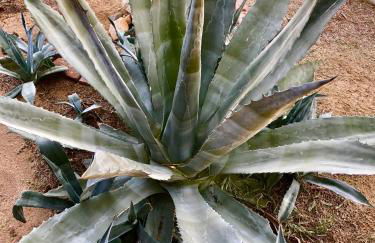 Cozy desert retreat with amazing views only 4 miles to JTNP - Foto 64