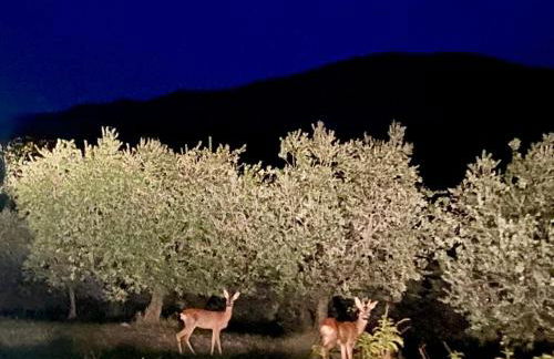 La Gemma del Subasio nel Castello di Collepino - Spello - Photo 59