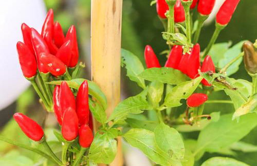 Vita Portucale ! Moscavide Casa Branca w/ Terrace - Photo 34