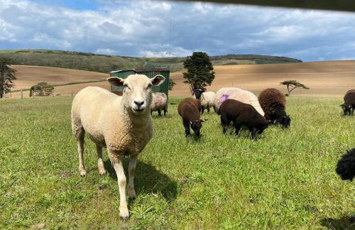 Poachers Hut 1-bed Cottage, Sleeps 2, Pet Friendly - Foto 13