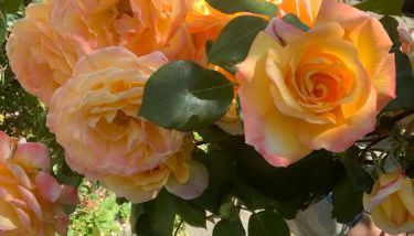 Maison familiale à 10 min du Mont Saint Michel - Foto 4