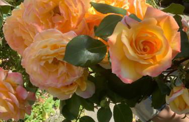 Maison familiale à 10 min du Mont Saint Michel - Foto 4