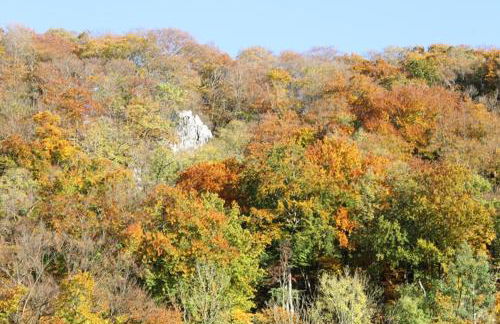 Fewo Waldfeeling - Foto 22