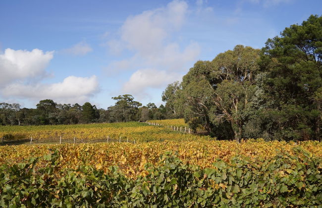 Gisborne Peak Winery Cottages - Foto 40