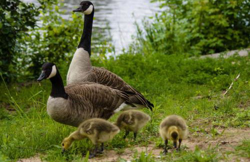 Mühle W01 - Foto 22