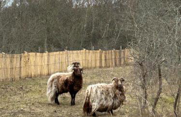 Le Petit Studio de Merlimont - Foto 34