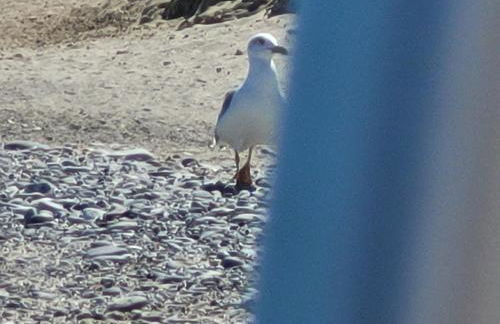 Sole e mare - Foto 12