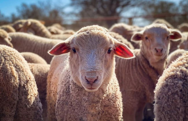 Bendleby Ranges - Foto 77