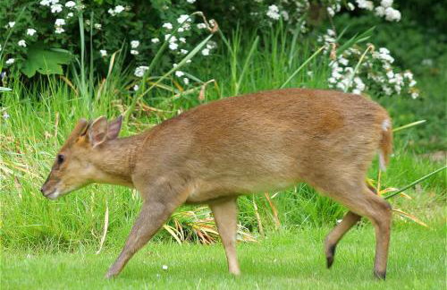 Spixworth Hall Cottages - Foto 78