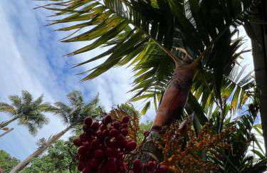 Hawaii Getaway - Foto 12