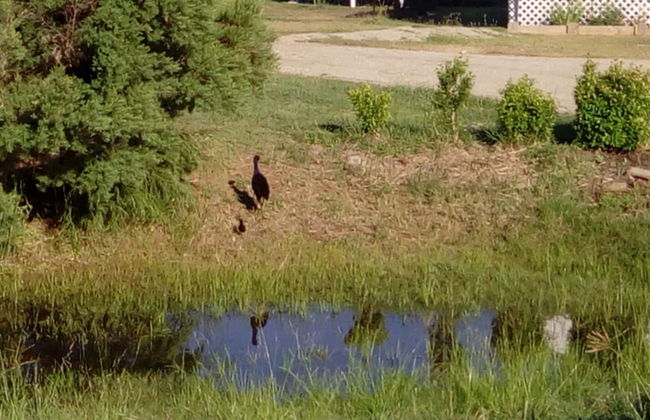 Wondai Accommodation Units and Villas - Foto 53