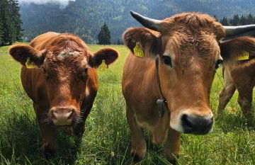 Nattersbergalm - Foto 52