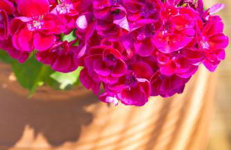 Kallisti Stay - Foto 120