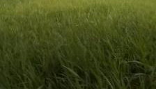 Chacara Suíça sergipana - Foto 3