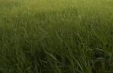 Chacara Suíça sergipana - Photo 3