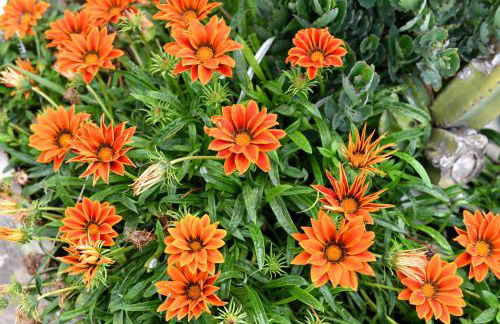 Anastasia's House - Foto 56