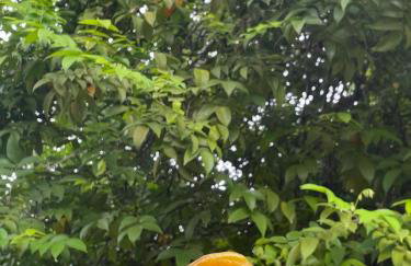 Sítio na Serra de Mulungu - Foto 34