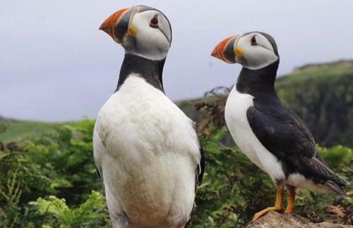 Thistledown Lodge! 5 minutes from beach! Free cancellation! - Foto 22