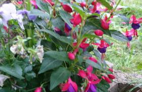 Gasthaus Piesau - Thüringer Wald - Rennsteig - Foto 46