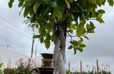 Nature Escape Tenerife - Foto 1