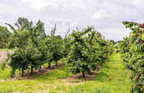 Ferienwohnung im Obstgarten - Foto 23