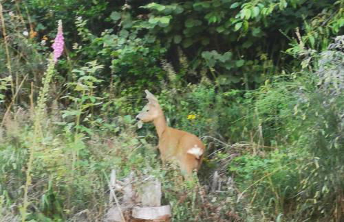Nähe Nationalpark - Foto 17