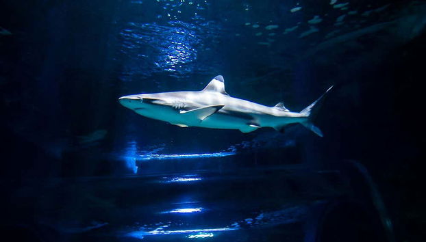 Costa Teguise Aquarium Scuba Diving with Sharks - Foto 5