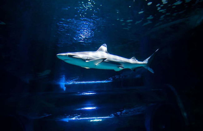 Bagno con gli squali all'Aquarium di Costa Teguise - Foto 5