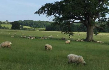 The Lodge - Luxury Lodge with Super King Size Bed, Kitchen & Shower Room - Foto 14