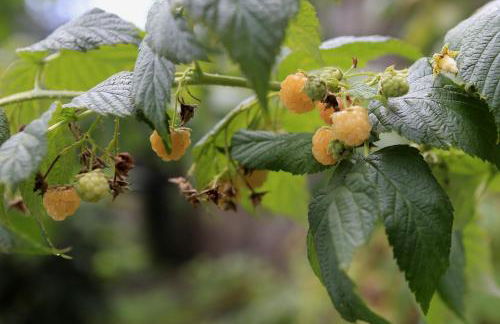 Villa Vignolo - Photo 36