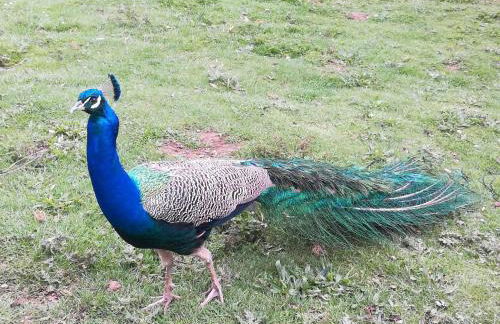 Wohnung in Silbecke mit Pool und Wald - Foto 28